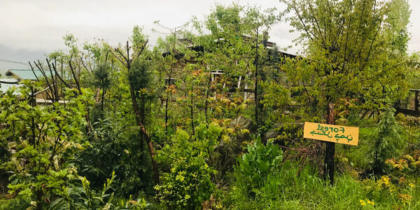 Kashmir Forest 131122