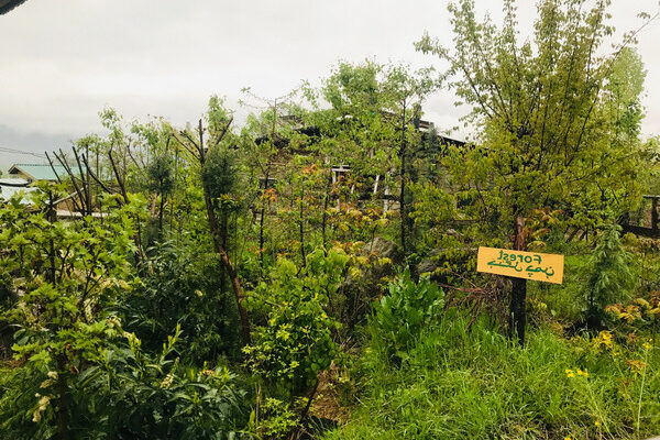 Kashmir Forest 131122